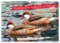 Gisela Kruse - CALVENDO Animaux  : D'adorables nageurs à plumes (Calendrier mural 2024 DIN A3 vertical), CALVENDO calendrier mensuel - Des oiseaux aquatiques dans leur élément.