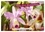 Gisela Kruse - CALVENDO Nature  : Mon rêve d'orchidées (Calendrier mural 2024 DIN A3 vertical), CALVENDO calendrier mensuel - Des fleurs d'orchidées variées en photographies expressives.