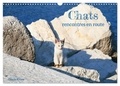 Gisela Kruse - CALVENDO Animaux  : Chats - rencontres en route (Calendrier mural 2024 DIN A3 vertical), CALVENDO calendrier mensuel - En Europe du Sud, on trouve des chats errants presque partout.