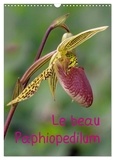 Stenner © Clemens - CALVENDO Nature  : Le beau Paphiopedilum (Calendrier mural 2024 DIN A3 horizontal), CALVENDO calendrier mensuel - Portraits floraux de ce merveilleux type d'orchidées.