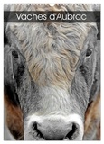 Patrice Thébault - CALVENDO Animaux  : Vaches d'Aubrac (Calendrier mural 2024 DIN A3 horizontal), CALVENDO calendrier mensuel - Les vaches de la race Aubrac en Aveyron.