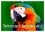 Sudpastel Sudpastel - CALVENDO Animaux  : Perroquets en portraits (Calendrier mural 2024 DIN A3 vertical), CALVENDO calendrier mensuel - Série de 12 créations originales de portraits de perroquets en gros plan..