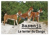 Petra Wobst - CALVENDO Animaux  : Basenji Le terrier du Congo (Calendrier mural 2024 DIN A4 vertical), CALVENDO calendrier mensuel - Le Basenji est une race de chien originaire de Centrafrique.