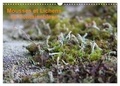 Greg Clouzeau - CALVENDO Nature  : Mousses et lichens de Fontainebleau (Calendrier mural 2024 DIN A3 vertical), CALVENDO calendrier mensuel - 12 photos des mousses et lichens communs.