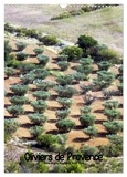  Collectif - CALVENDO Nature  : Oliviers de Provence (Calendrier mural 2024 DIN A3 horizontal), CALVENDO calendrier mensuel - Photos de ces majestueux oliviers de Provence.