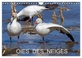 Philippe Henry - CALVENDO Animaux  : OIES DES NEIGES (Calendrier mural 2024 DIN A4 vertical), CALVENDO calendrier mensuel - Emblème du grand nord canadien.