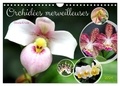 Gisela Kruse - CALVENDO Nature  : Orchidées merveilleuses (Calendrier mural 2024 DIN A4 vertical), CALVENDO calendrier mensuel - Des fleurs fascinantes d'une grande diversité.