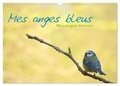 Jérôme Aupeix - CALVENDO Animaux  : Mes anges bleus "mésanges bleues" (Calendrier mural 2024 DIN A3 vertical), CALVENDO calendrier mensuel - Mésanges bleues d'Europe.