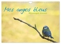 Jérôme Aupeix - CALVENDO Animaux  : Mes anges bleus "mésanges bleues" (Calendrier mural 2024 DIN A4 vertical), CALVENDO calendrier mensuel - Mésanges bleues d'Europe.