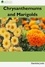  Harshita Joshi - Chrysanthemums and Marigolds.