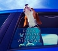  Various - Dogs Hanging Out Of Windows.