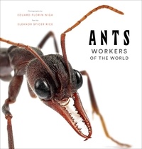 Eleanor Spicer Rice - Ants.