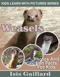  Isis Gaillard - Weasels Photos and Fun Facts for Kids - Kids Learn With Pictures, #113.