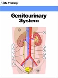  IML Training - Genitourinary System (Human Body) - Human Body.