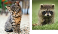 Des photos d'animaux trop mignons. Doit-on vraiment en dire plus ?