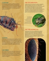 Les fourmis