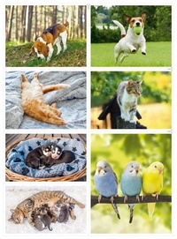 Les animaux familiers