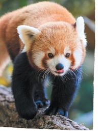 Attention, petit panda roux !