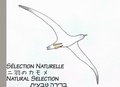 Julien Chaplier - Natural selection - Sélection Naturelle.