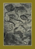 Alphonse Neuville - Carnet ligné : Vingt mille lieues sous les mers, Jules Verne, 1871 - Le Fleuve Noir.