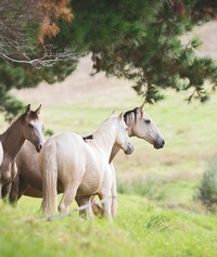 A la rencontre des chevaux du monde