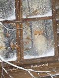 Feridun Oral - Un chat en hiver.