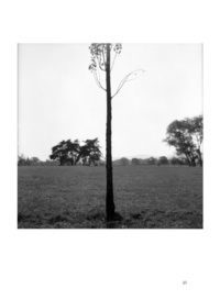 Etre arbre. Vingt-sept photographies de Max Barboni