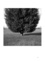 Roger-Yves Roche et Max Barboni - Etre arbre - Vingt-sept photographies de Max Barboni.