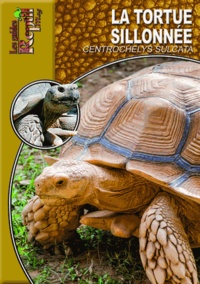 Mario Herz - La tortue sillonnée - Centrochelys sulcata.
