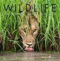 Rosamund Kidman Cox - Wildlife Photographer of the year - Les plus belles photos de nature.