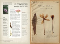 L'herbier oublié. Secrets de plantes retrouvés