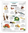  Deyrolle pour l'avenir - Les aliments de saison - Automne, poster 50x60.