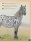 Simon Mendez et Val Walerczuk - Le Livre extraordinaire des chevaux et poneys.