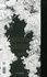  Hyacinthus - Les Cosmogoniales - Un Chant de Silène : Ouranogonie - Astrogonie - Héliogonie - Géogonie - Zoogonie - Thériogonie.