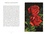 Michel Beauvais - Le petit livre des roses - Avec 10 cartes postales offertes.