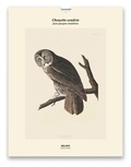 Jean-Jacques Audubon - Chouette cendrée, Les oiseaux d'Amérique (1827-1838) - Une illustration imprimée sur un papier de création avec un livret autour de l'oeuvre.