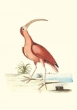 Mark Catesby et George Edwards - Carnet - Recueil de divers oiseaux.