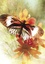 Alana Fairchild et Jimmy Manton - Messages des papillons - Affirmations positives des créatures ailées.