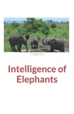  Collection et Nature And Human Studies - Intelligence of Elephants.