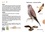Thomas Launois - Le petit guide des oiseaux - 70 espèces à découvrir.