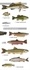 Philippe Keith - Petit atlas des poissons d'eau douce - 65 espèces communes.