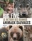 Marc Giraud - Big five - Le retour des grands animaux sauvages.