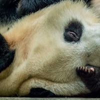 Panda love. Dans l'intimité des pandas