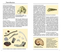 Guide des fossiles. 400 espèces fossiles végétales et animales