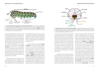 Guide pratique des papillons de France