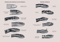 Serpents d'Europe, d'Afrique du Nord et du Moyen-Orient. Les 146 espèces du Paléarctique occidental  édition revue et augmentée