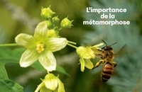 Métamorphoses. Les mystères d'une vie d'insecte