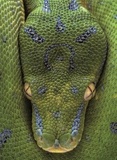  Piccolia - Serpent.