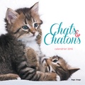  Collectif - Chats & chatons Calendrier 2016.