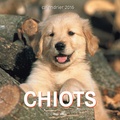  Collectif - Chiots Calendrier 2016.